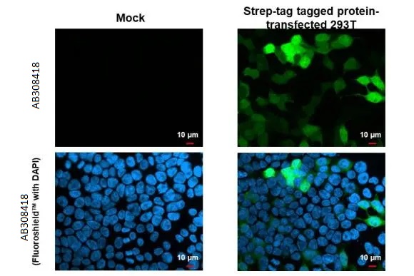 Immunocytochemistry/ Immunofluorescence - Anti-Strep epitope Tag antibody [HL1251] (AB308418), expandable thumbnail