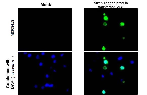 Immunohistochemistry (Formalin/PFA-fixed paraffin-embedded sections) - Anti-Strep epitope Tag antibody [HL1251] (AB308418), expandable thumbnail