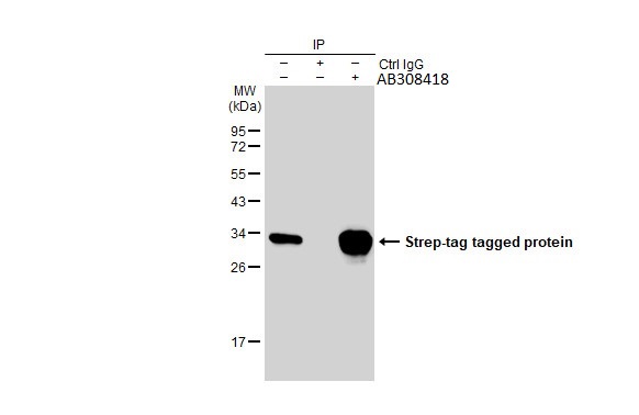 Immunoprecipitation - Anti-Strep epitope Tag antibody [HL1251] (AB308418), expandable thumbnail