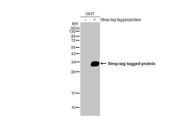 Western blot - Anti-Strep epitope Tag antibody [HL1251] (AB308418), expandable thumbnail