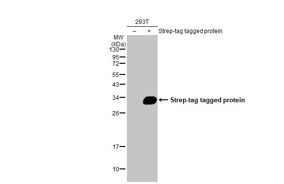 Western blot - Anti-Strep epitope Tag antibody [HL1251] (AB308418)