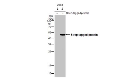 Western blot - Anti-Strep epitope Tag antibody [HL1251] (AB308418), expandable thumbnail