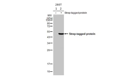 Western blot - Anti-Strep epitope Tag antibody [HL1251] (AB308418)
