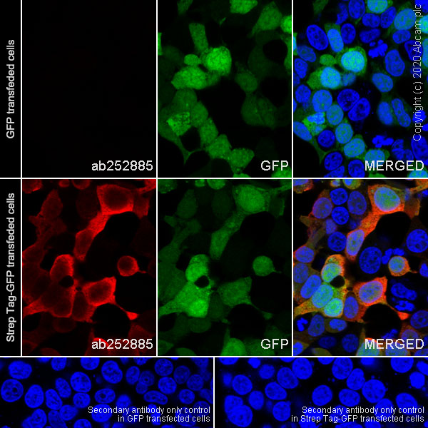 Immunocytochemistry/ Immunofluorescence - Anti-Strep-tag II antibody [11A7] (AB252885), expandable thumbnail