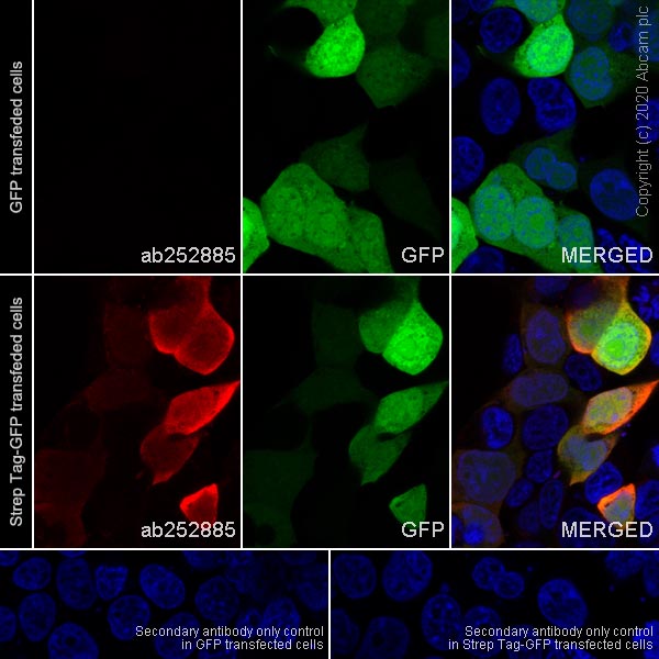 Immunocytochemistry/ Immunofluorescence - Anti-Strep-tag II antibody [11A7] (AB252885), expandable thumbnail
