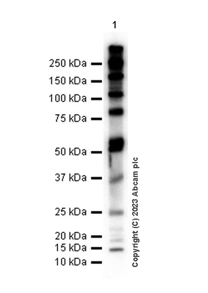 Western blot - Anti-Strep-tag II antibody [11A7] (AB252885), expandable thumbnail