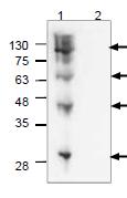 Western blot - Anti-Strep-tag II antibody (AB119810)