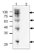 Western blot - Anti-Strep-tag II antibody (AB119810)