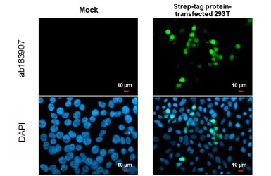 Immunocytochemistry/ Immunofluorescence - Anti-Strep-tag II antibody (AB183907)