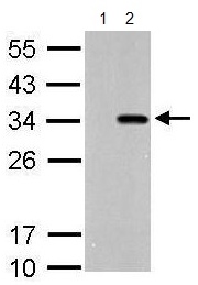 Western blot - Anti-Strep-tag II antibody (AB183907), expandable thumbnail