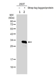 Western blot - Anti-Strep-tag II antibody (AB183907)