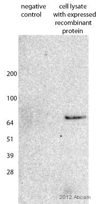 Western blot - Anti-Strep-tag II antibody (AB76949)