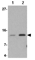 Western blot - Anti-Strep-tag II antibody (AB76949)