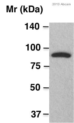 Western blot - Anti-Strep-tag II antibody (AB76949)