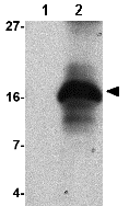 Western blot - Anti-Strep-tag II antibody (AB76950)