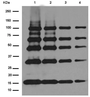 Western blot - Anti-Strep-tag II antibody [EPR12666] - BSA and Azide free (AB232586)