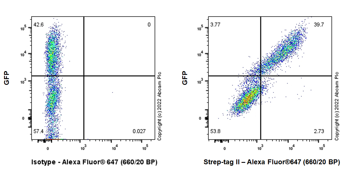 Flow Cytometry (Intracellular) - Anti-Strep-tag II antibody [EPR28119-43] (AB307676), expandable thumbnail