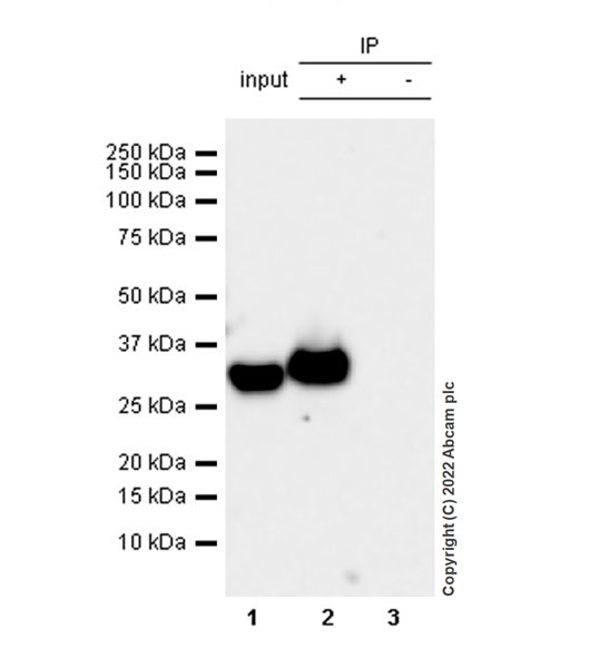 Immunoprecipitation - Anti-Strep-tag II antibody [EPR28119-43] (AB307676), expandable thumbnail