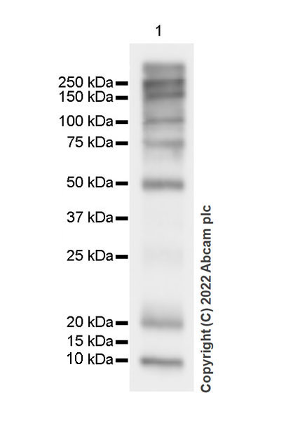 Western blot - Anti-Strep-tag II antibody [EPR28119-43] (AB307676), expandable thumbnail