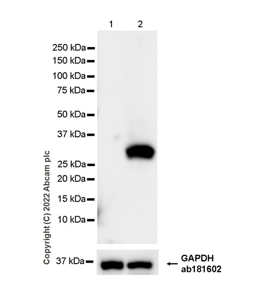 Western blot - Anti-Strep-tag II antibody [EPR28119-43] (ab307676), expandable thumbnail