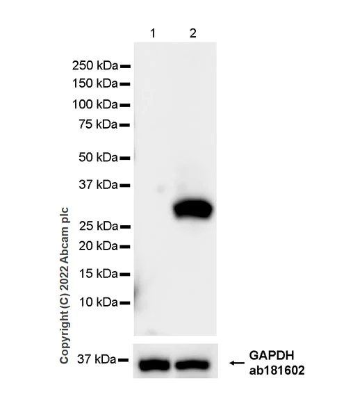 Western blot - Anti-Strep-tag II antibody [EPR28119-43] (AB307676)