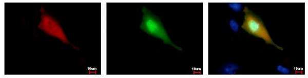 Immunocytochemistry/ Immunofluorescence - Anti-Strep-tag II antibody [GT661] (AB184224), expandable thumbnail