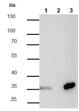 Immunoprecipitation - Anti-Strep-tag II antibody [GT661] (AB184224), expandable thumbnail