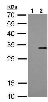 Western blot - Anti-Strep-tag II antibody [GT661] (AB184224), expandable thumbnail