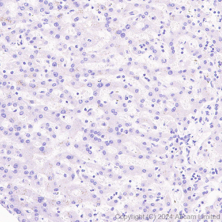Immunohistochemistry (Formalin/PFA-fixed paraffin-embedded sections) - Anti-Streptavidin antibody [EPR28602-42] (AB319103)
