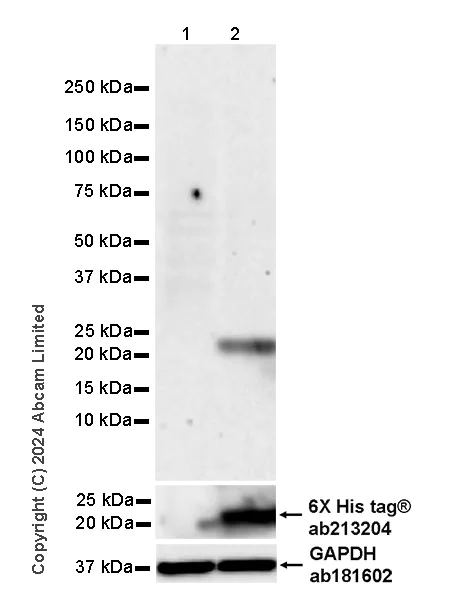 Western blot - Anti-Streptavidin antibody [EPR28602-42] (AB319103)