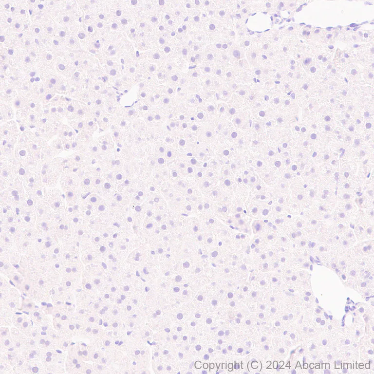 Immunohistochemistry (Formalin/PFA-fixed paraffin-embedded sections) - Anti-Streptavidin antibody [EPR28602-42] - BSA and Azide free (AB319104)