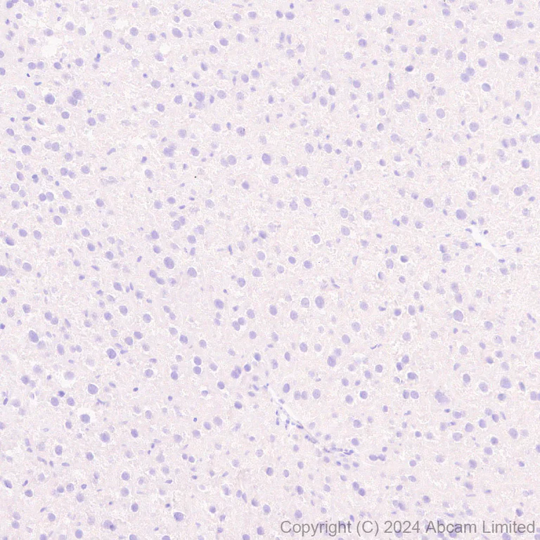 Immunohistochemistry (Formalin/PFA-fixed paraffin-embedded sections) - Anti-Streptavidin antibody [EPR28602-42] - BSA and Azide free (AB319104)