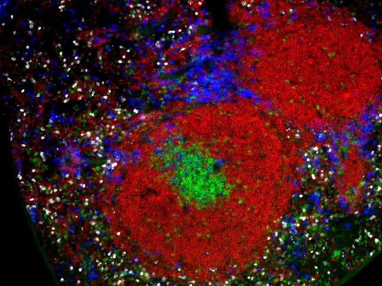 Immunofluorescence - Streptavidin AZDye™ 647 Monovalent Antibody Labeling Kit (AB272190)
