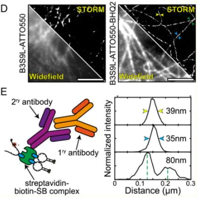 Conjugation - Streptavidin Conjugation Kit - Lightning-Link® (AB102921)