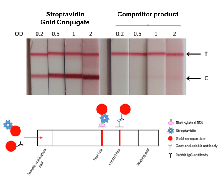 Lateral flow assay - Streptavidin Gold Conjugate (10nm, 10 OD) (AB270041)