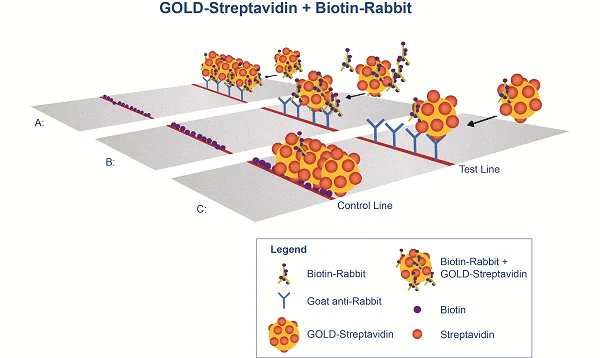 Schematic Diagram - Streptavidin Gold Conjugate (40nm, 10 OD) (AB186864)