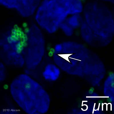 Immunocytochemistry/ Immunofluorescence - Anti-Streptococcus Group B antibody (AB53584)