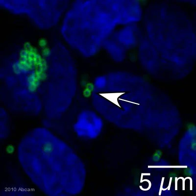 Immunocytochemistry/ Immunofluorescence - Anti-Streptococcus Group B antibody (AB53584)
