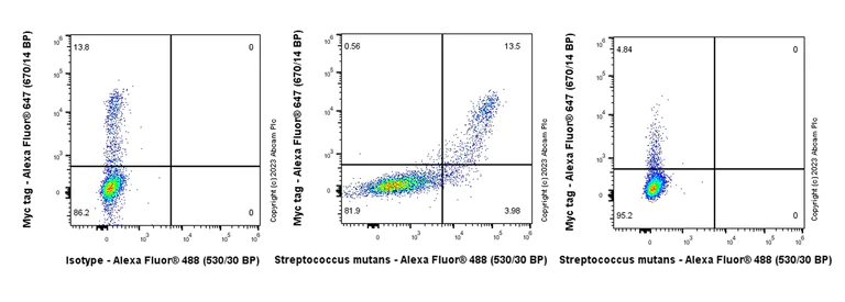 Flow Cytometry (Intracellular) - Anti-Streptococcus mutans Cell surface antigen I/II antibody [EPR28235-11] - BSA and Azide free (AB316007)