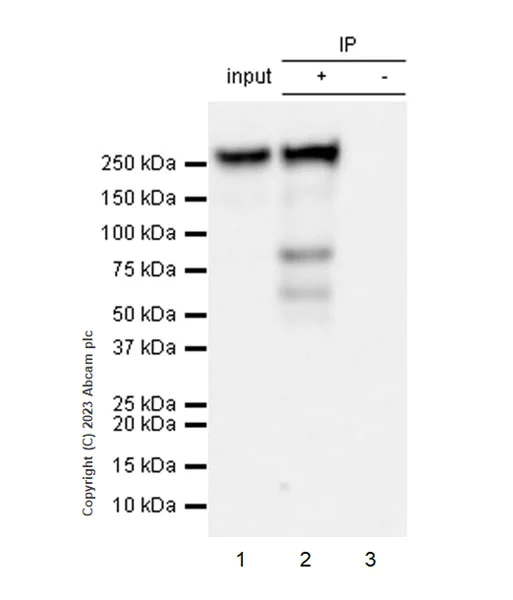 Immunoprecipitation - Anti-Streptococcus mutans Cell surface antigen I/II antibody [EPR28235-11] - BSA and Azide free (AB316007)