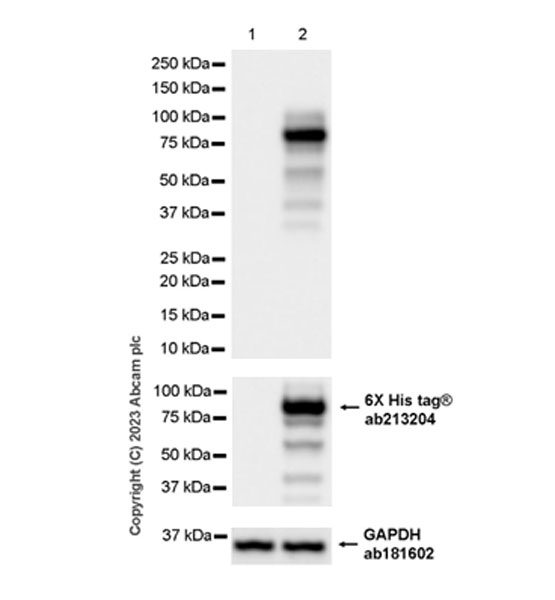 Western blot - Anti-Streptococcus mutans Glucan-binding protein antibody [EPR28235-85] (AB315975), expandable thumbnail