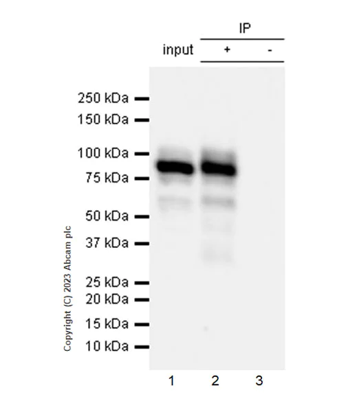 Immunoprecipitation - Anti-Streptococcus mutans Glucan-binding protein antibody [EPR28235-85] - BSA and Azide free (AB315976)
