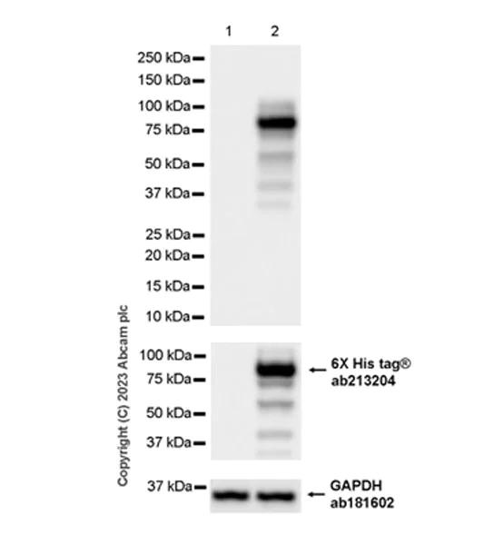 Western blot - Anti-Streptococcus mutans Glucan-binding protein antibody [EPR28235-85] - BSA and Azide free (AB315976)