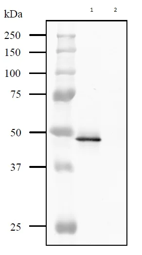 Western blot - Anti-Streptolysin O (Hemolytic streptococcus) antibody (AB188539)