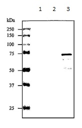 Western blot - Anti-Streptolysin O (Hemolytic streptococcus) antibody (AB188539)