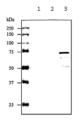 Western blot - Anti-Streptolysin O (Hemolytic streptococcus) antibody (AB188539)