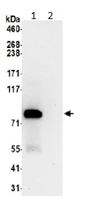 Immunoprecipitation - Anti-Striatin 4 antibody (AB194948)