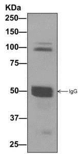 Immunoprecipitation - Anti-Striatin 4 antibody [EPR11801] - BSA and Azide free (AB249940)