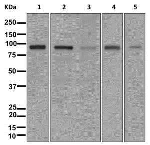 Western blot - Anti-Striatin 4 antibody [EPR11801] - BSA and Azide free (AB249940)