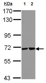 Western blot - Anti-Sts1 antibody (AB127756)